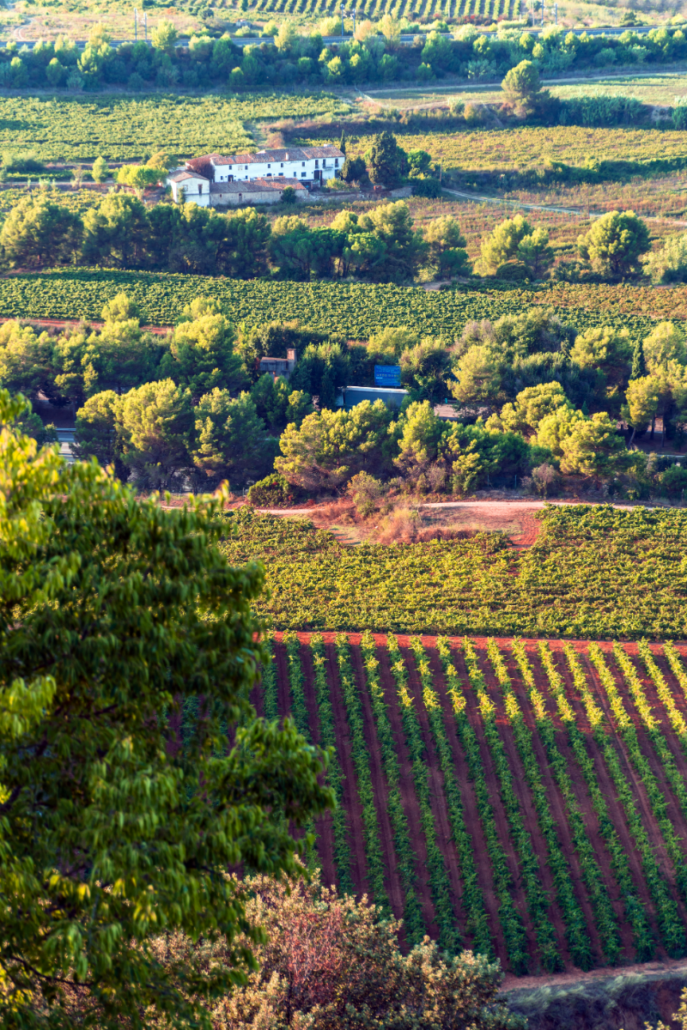 Cava Herkunft und Herstellung