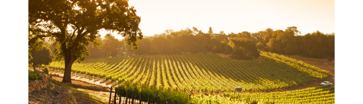 Cava Herkunft Weinberg in den Penedes bei Barcelona