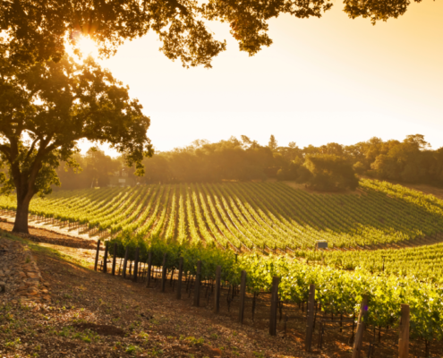 Cava Herkunft Weinberg in den Penedes bei Barcelona